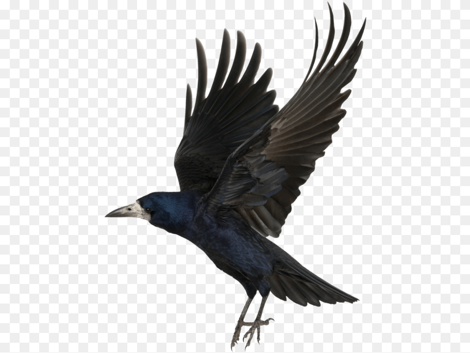 Crow Background Image Crow Transparent, Animal, Bird, Blackbird Png