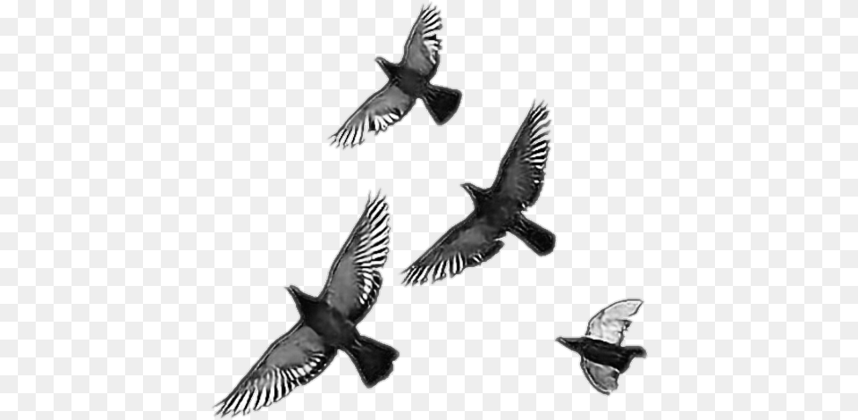 Crow Bird Birds Freedom Freetoedit Remixit Flying Bird Overlay, Animal, Pigeon Free Transparent Png