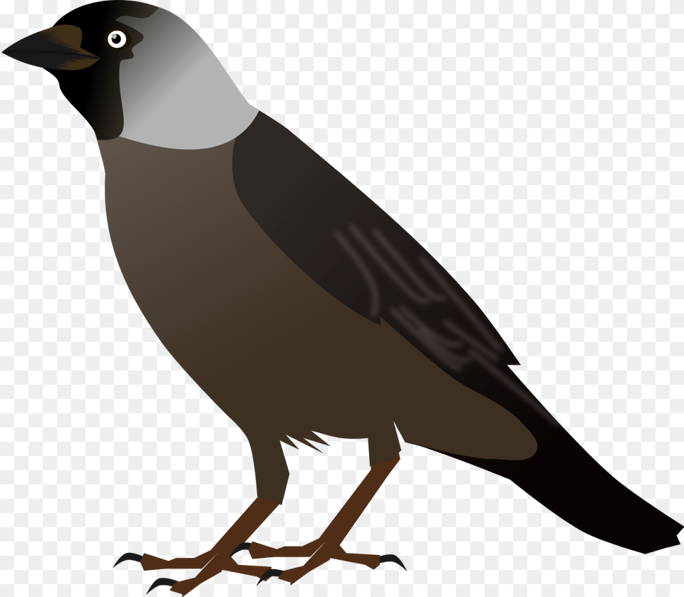 Crow Bird Cliparts Crow Bird Clipart, Animal, Beak, Finch, Person Png Image