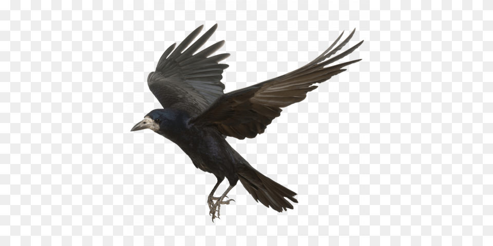 Crow Bird Image With Transparent Transparent Background Crow, Animal, Blackbird Free Png