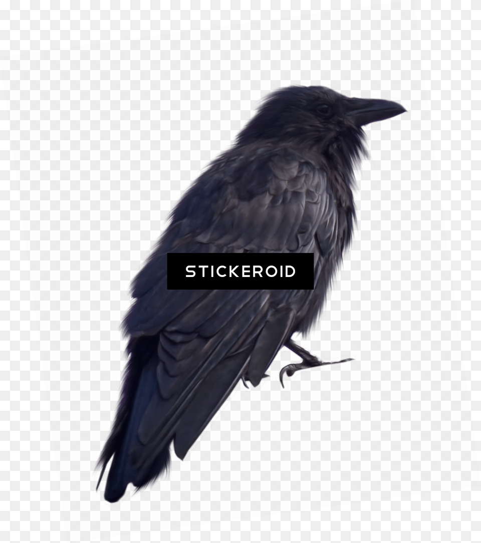 Crow Birds Crow, Animal, Bird, Blackbird Free Png Download
