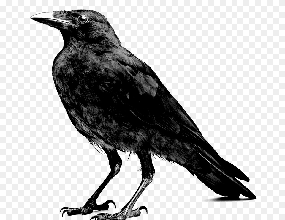 Crow Black And White, Animal, Bird, Blackbird Free Png