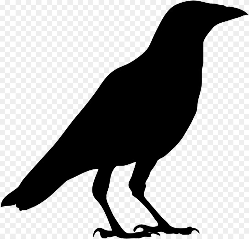 Crow Black And White, Bow, Weapon, Animal, Bird Png Image