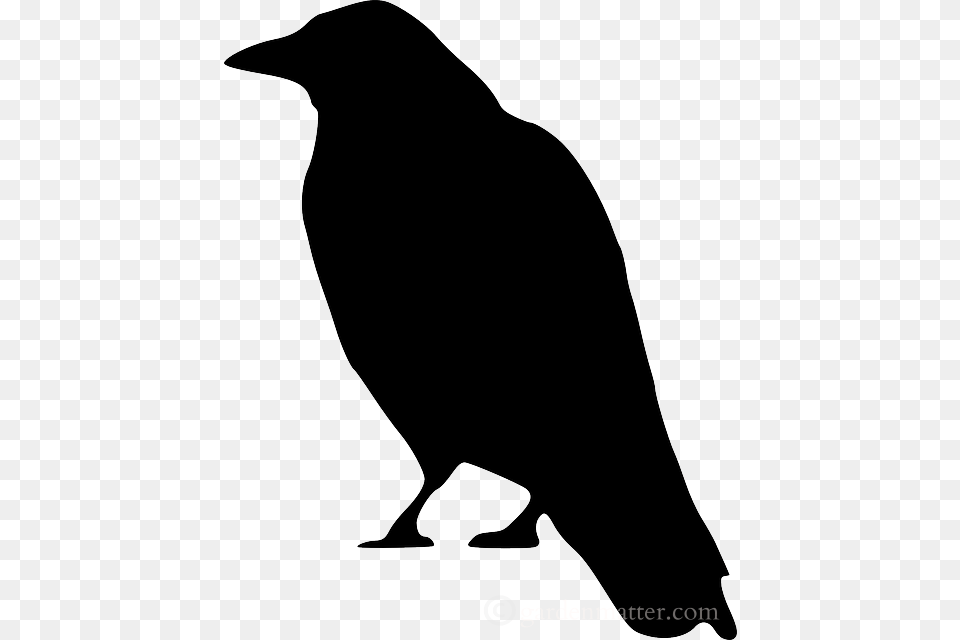 Crow Clip Art, Silhouette, Animal, Bird Free Png