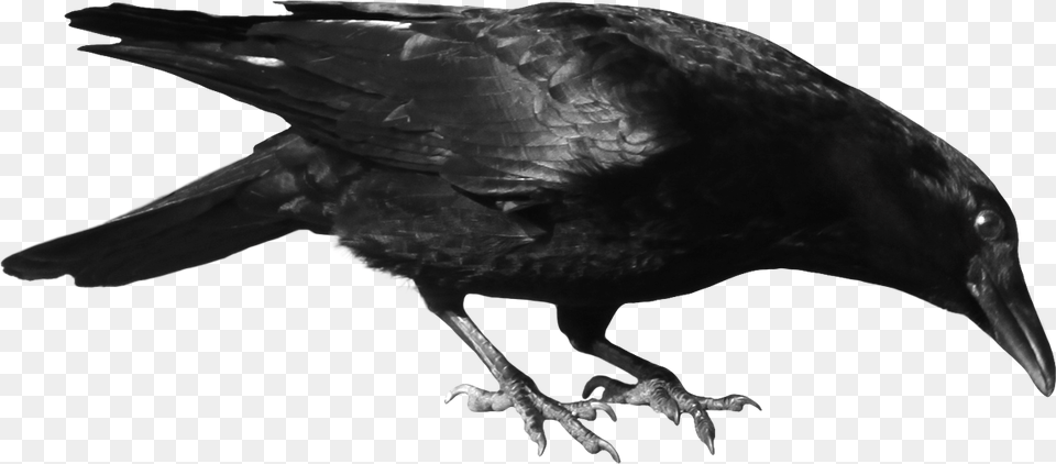 Crow Clipart, Animal, Bird, Blackbird Png Image