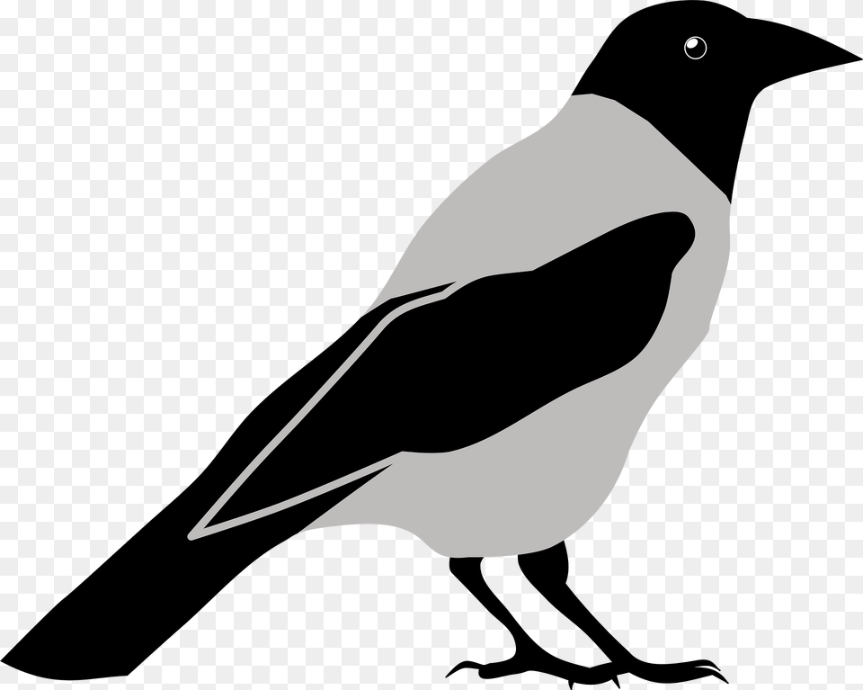 Crow Clipart, Animal, Bird, Magpie, Fish Png Image