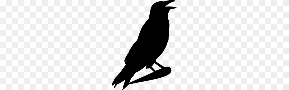 Crow Clipart, Gray Png Image