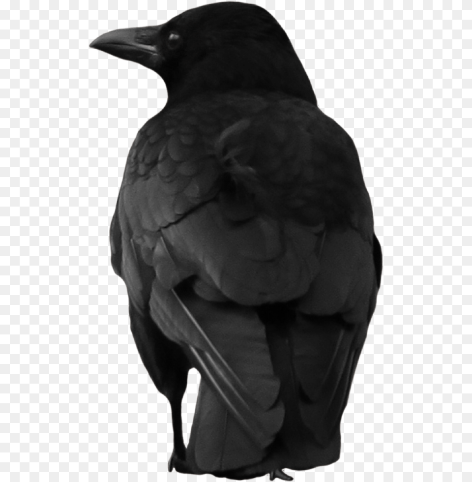 Crow Clipart, Person, Animal, Bird, Blackbird Free Transparent Png