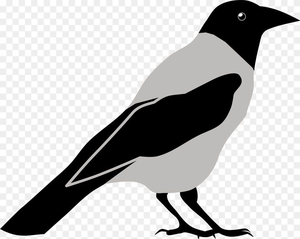 Crow Clipart Black And White, Animal, Bird, Magpie, Bow Png