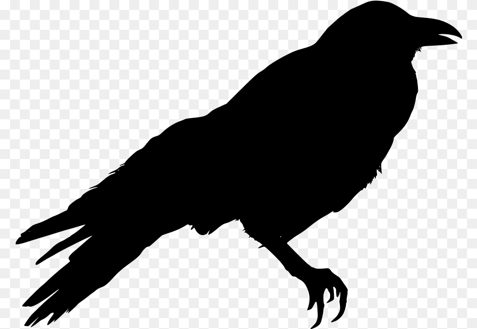 Crow Clipart Black And White, Gray Png Image