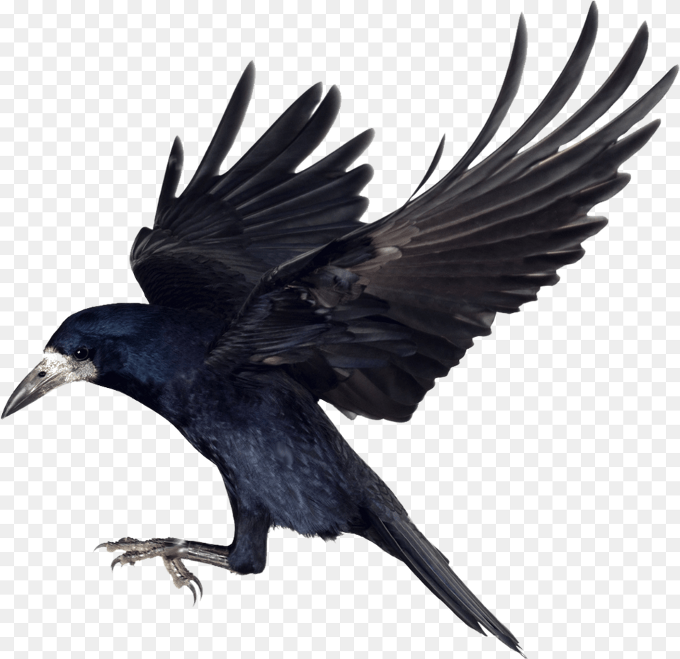 Crow Clipart Carrion Crow, Animal, Bird, Blackbird Png