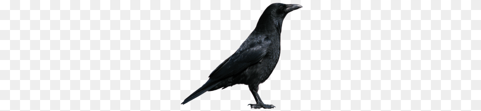 Crow Clipart Clipart, Animal, Bird, Blackbird Free Png