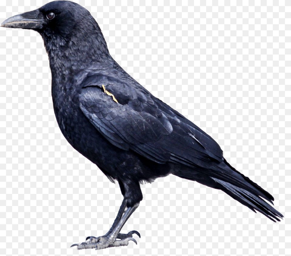 Crow Clipart Crow, Animal, Bird, Blackbird Png