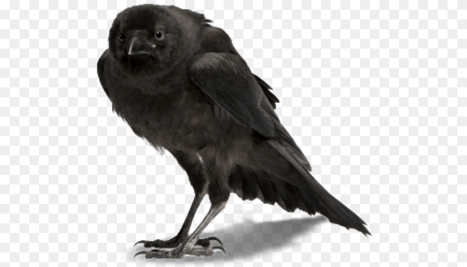 Crow Clipart Crow, Animal, Bird, Blackbird Free Png