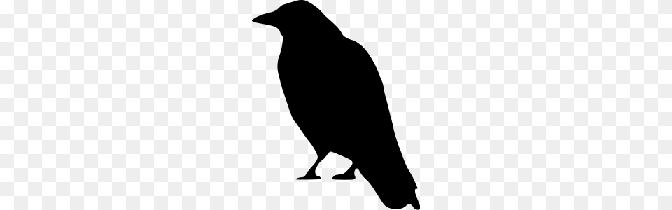 Crow Clipart Crow Icons, Gray Free Transparent Png