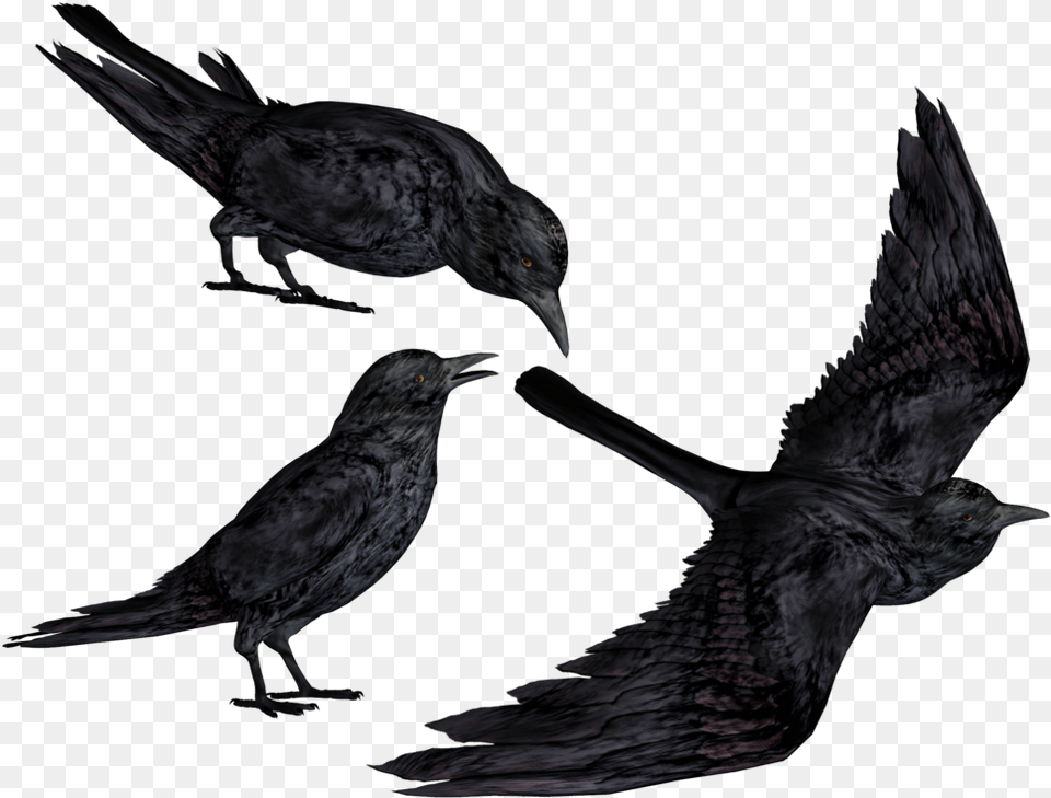 Crow Clipart Flying Crows Transparent, Animal, Bird, Blackbird Png