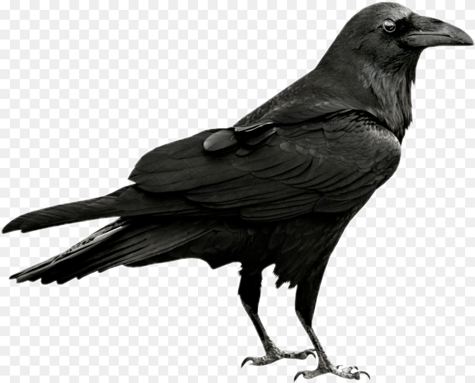 Crow Clipart Gothic Picture Raven, Animal, Bird, Blackbird Png