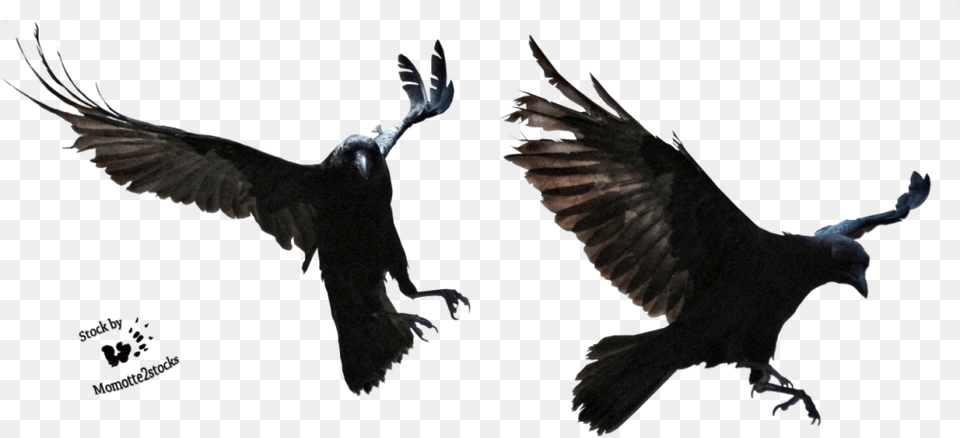 Crow Clipart Background Ravens, Animal, Bird, Blackbird, Flying Free Transparent Png