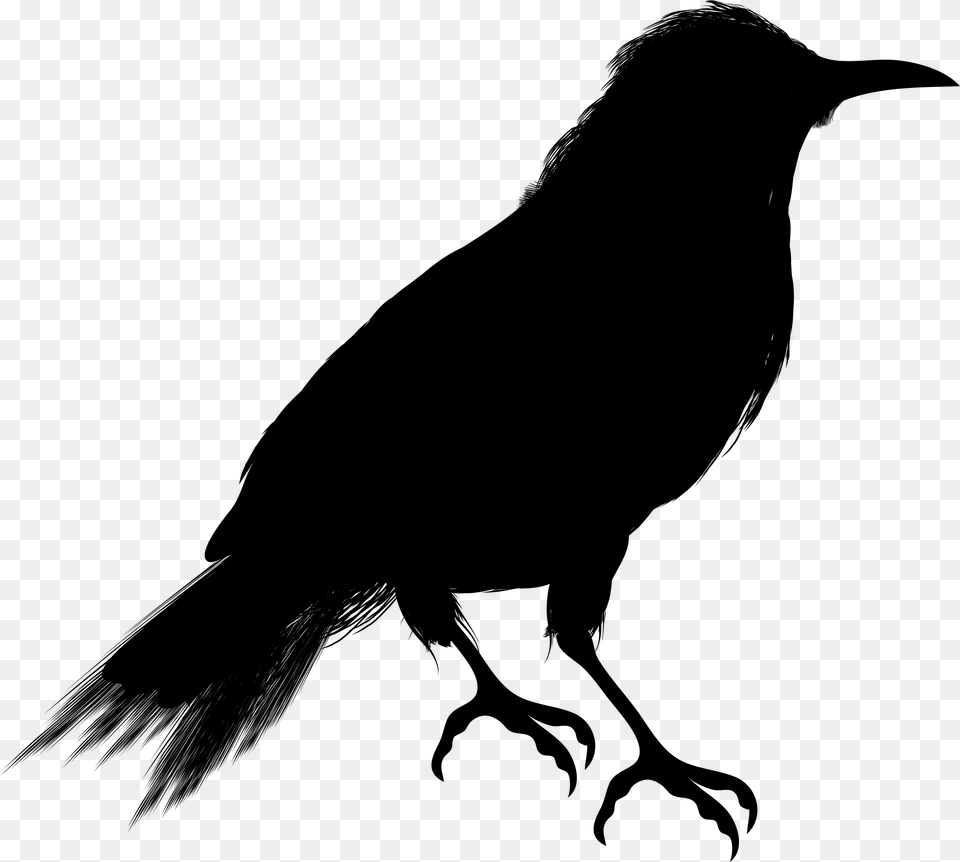 Crow Clipart Vector Crow Black And White, Gray Png