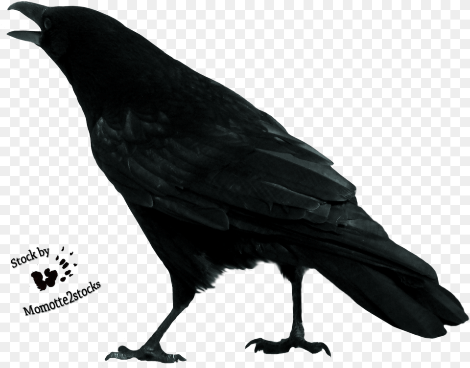 Crow Crow Stock, Animal, Bird Free Png