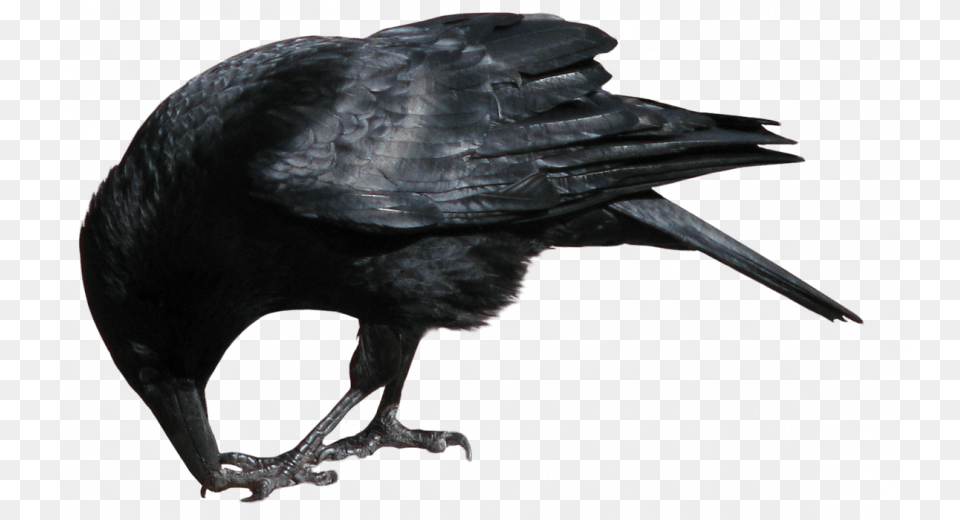 Crow Crow Stock Image, Animal, Bird Free Png Download