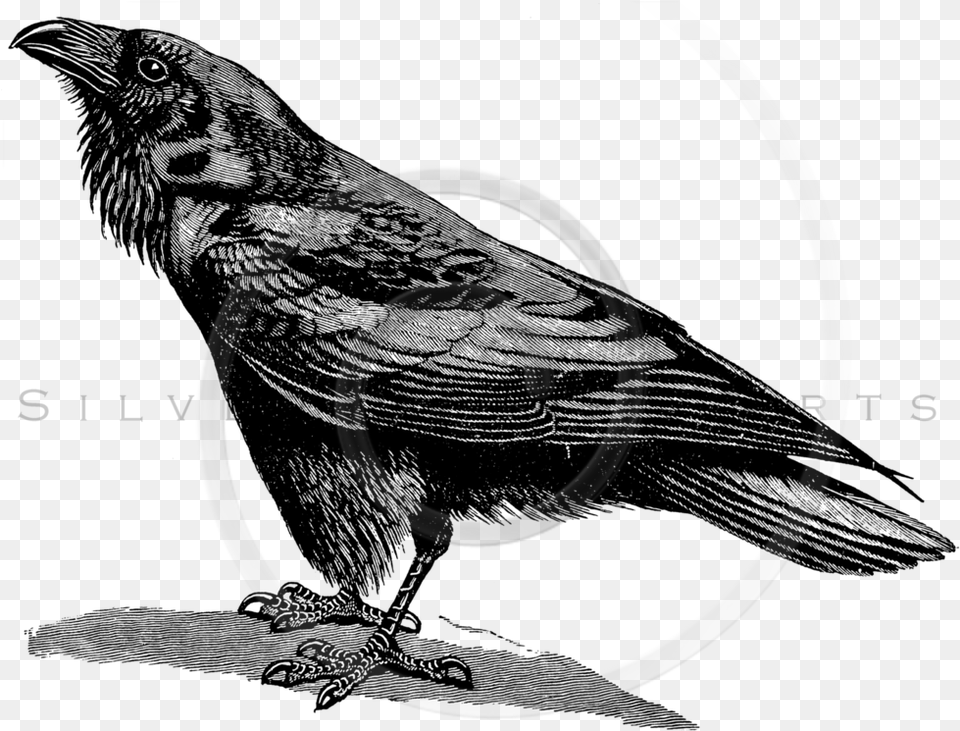 Crow Download Black And White Ravens Bird, Spiral, Coil, Disk Free Transparent Png