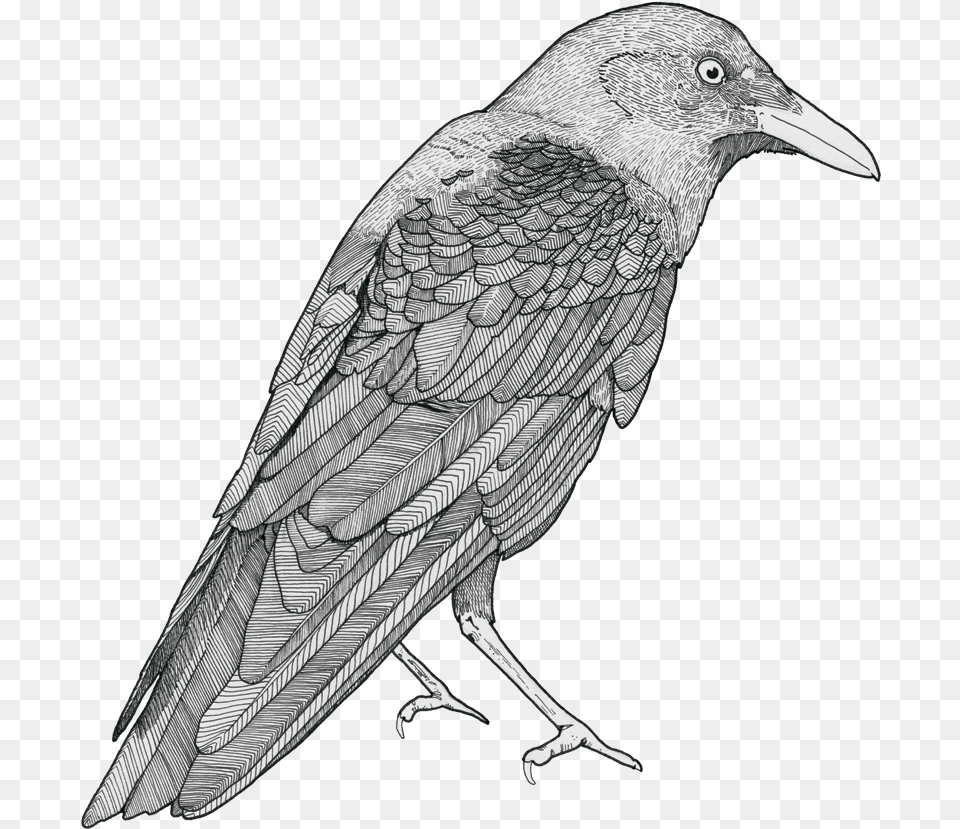 Crow Drawing Picture, Animal, Bird, Blackbird Free Transparent Png