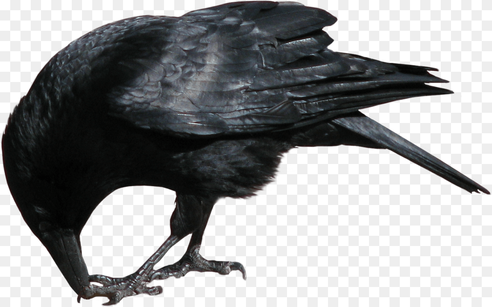 Crow Eating, Animal, Bird, Blackbird Free Transparent Png