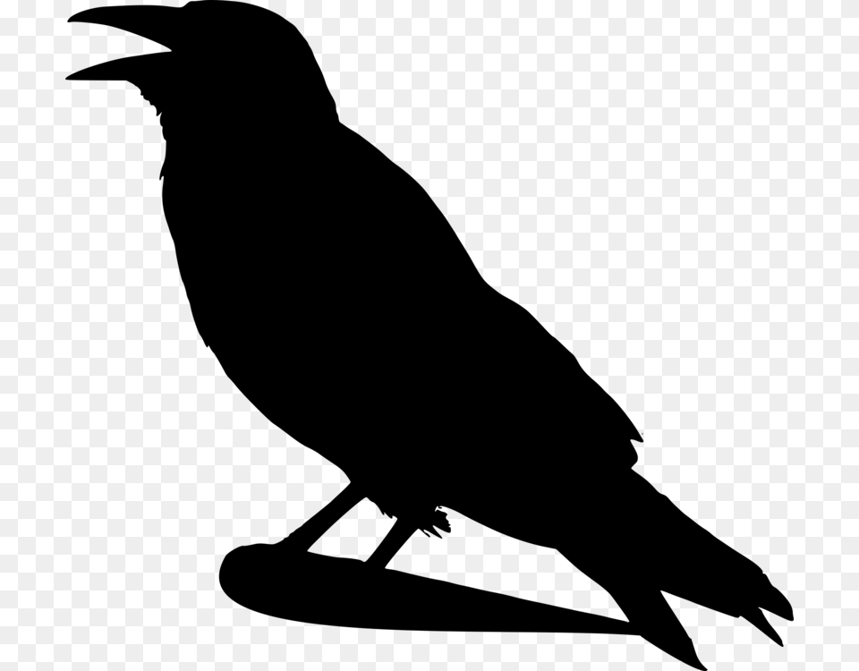 Crow Family Common Raven Rook Eating Crow, Gray Png