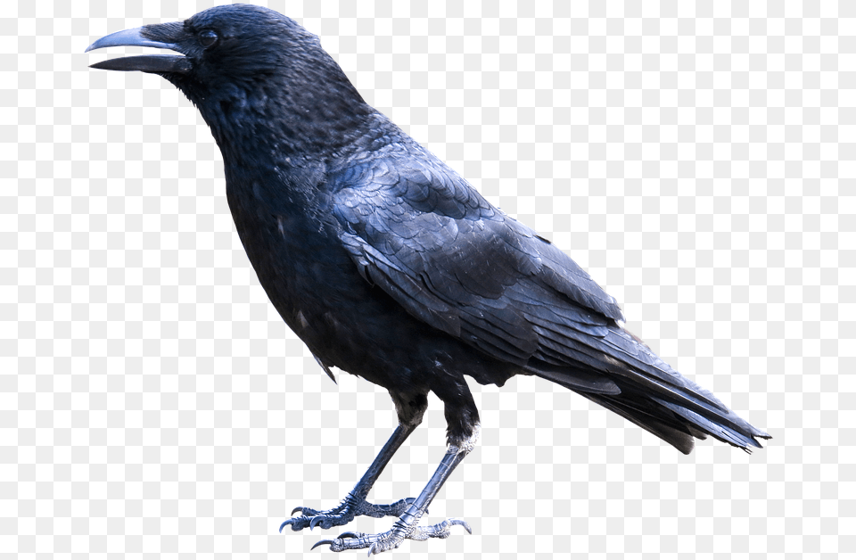 Crow Feather Animals Bird Raven Crow Black Wise Bougainville Crow Corvus Meeki, Animal, Blackbird Free Png