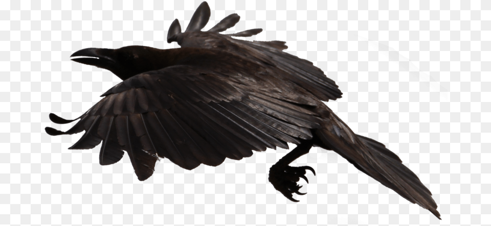 Crow Flying Background, Animal, Bird, Blackbird Png