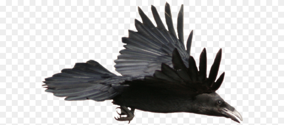 Crow Flying Flying Raven, Animal, Bird, Blackbird Png