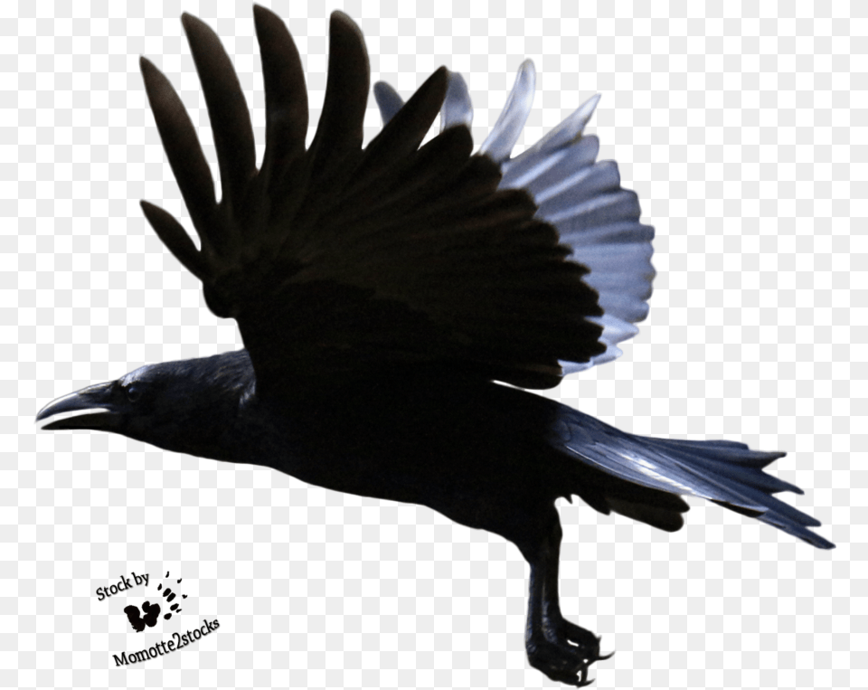 Crow Transparent Background Download Flying Crow Transparent Background, Animal, Bird, Blackbird Free Png