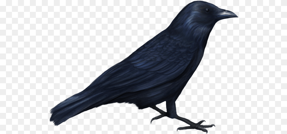 Crow Funny Picture Crow Halloween, Animal, Bird, Blackbird Free Png
