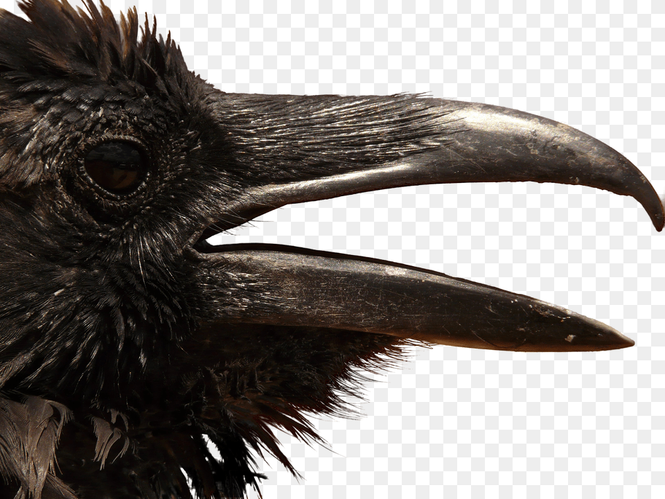Crow Head, Animal, Beak, Bird, Blackbird Free Transparent Png