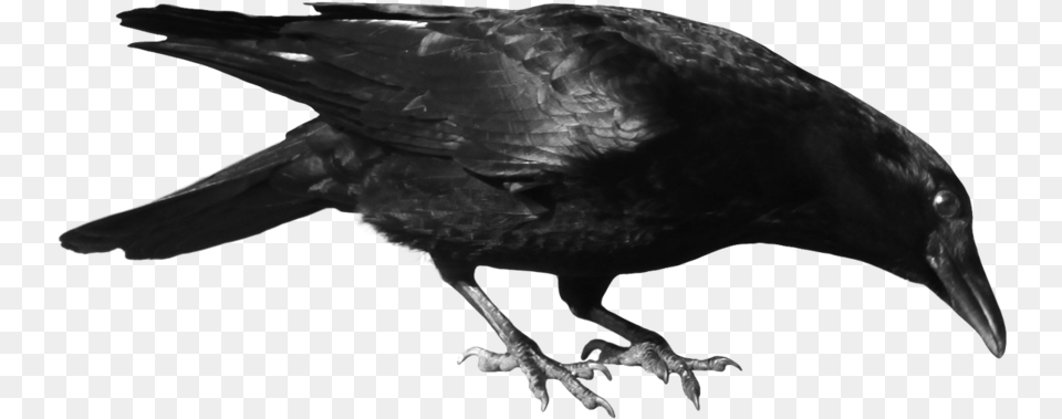 Crow Head Crow On Transparent Background, Animal, Bird, Blackbird Png