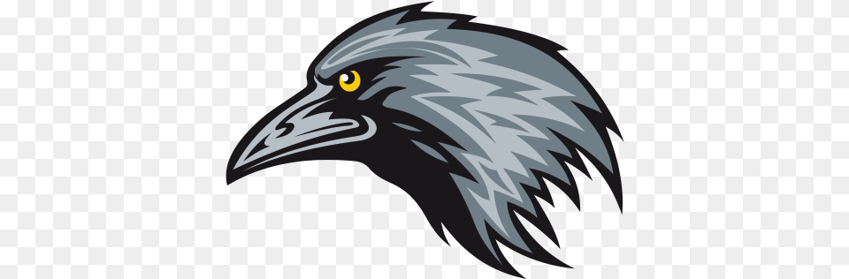 Crow Head Crow Vector Hd, Animal, Beak, Bird, Blackbird Free Png Download