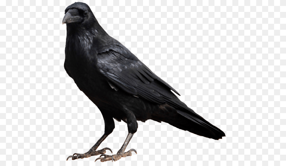 Crow High Quality Transparent Background Raven, Animal, Bird, Blackbird Free Png Download