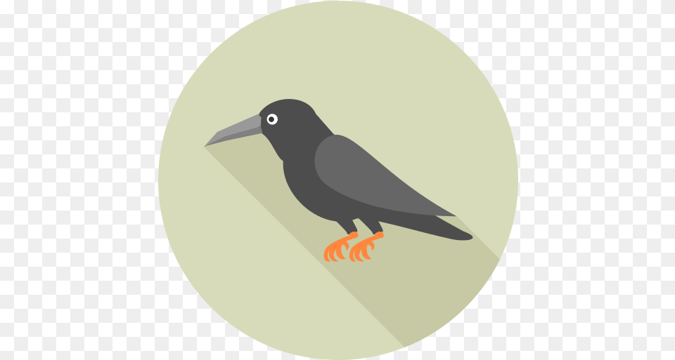 Crow Icon 5 Repo Icons Hummingbird, Animal, Beak, Bird, Blackbird Free Transparent Png