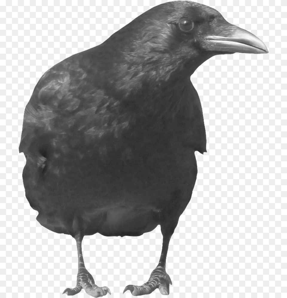 Crow Icon Clipart Crow, Animal, Bird, Blackbird, Beak Png Image