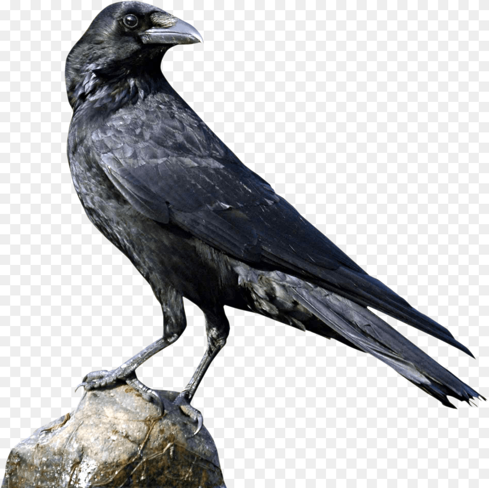 Crow Icon Transparent Clipart Crow, Animal, Bird, Blackbird Png Image
