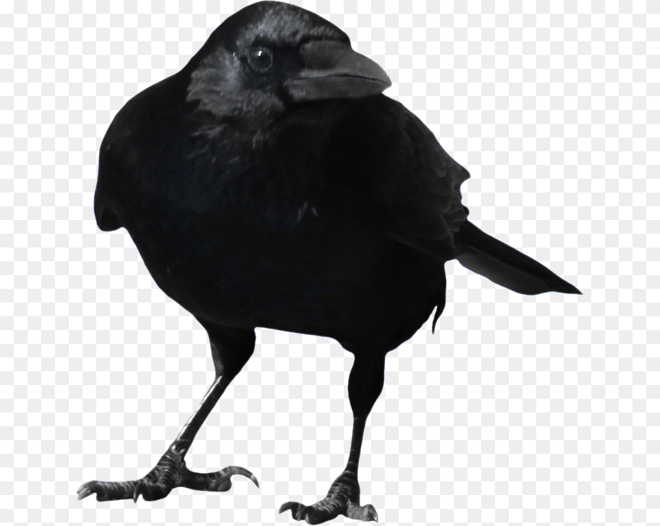 Crow Image, Animal, Bird, Blackbird Free Transparent Png