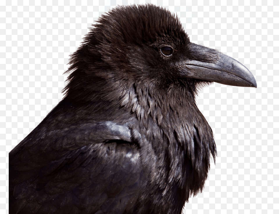 Crow Animal, Beak, Bird, Blackbird Png Image