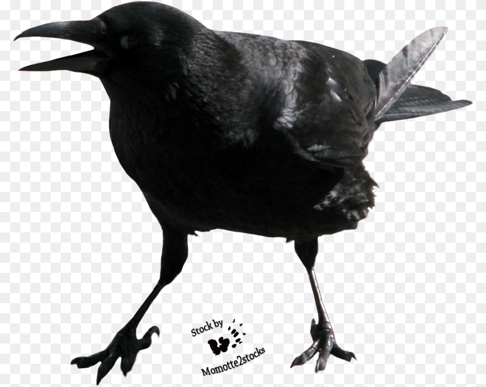 Crow Crow Face Transparent, Animal, Bird, Blackbird Png Image