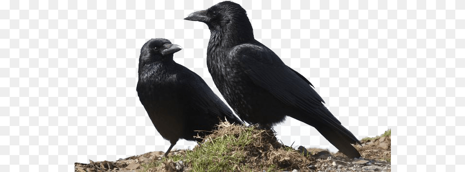 Crow Image Crows Together, Animal, Bird, Blackbird, Beak Free Png