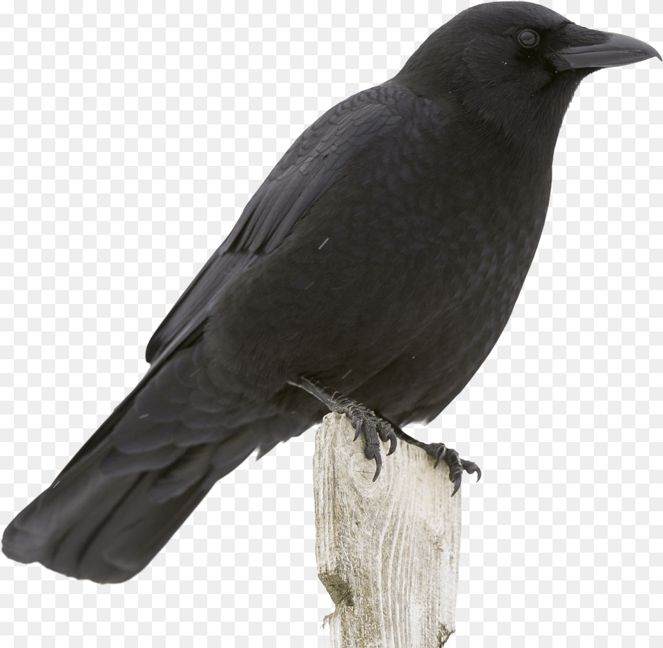 Crow Image File American Crow, Animal, Bird, Blackbird Free Transparent Png