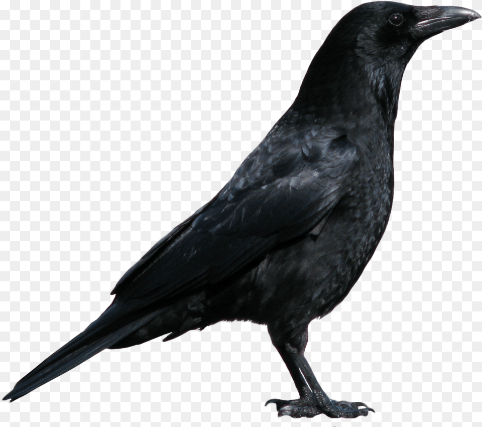 Crow Image Image Image Of Crow, Animal, Bird, Blackbird Free Png Download