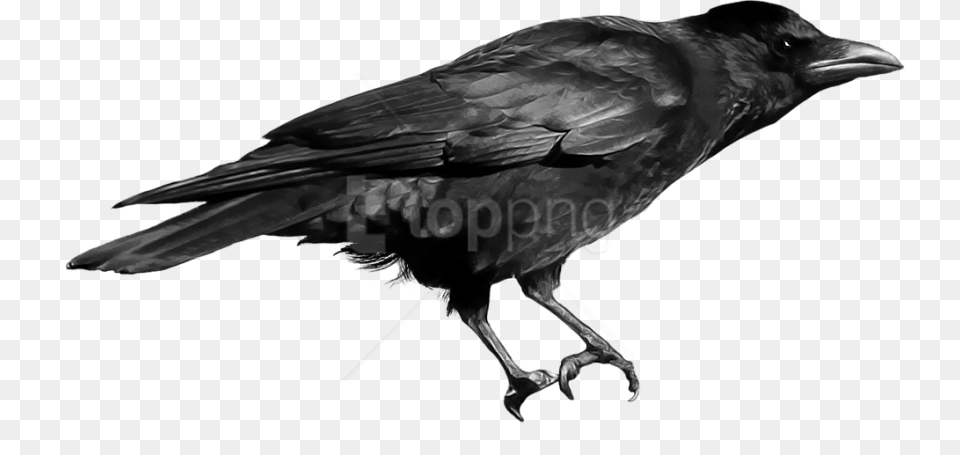 Crow Images Background Crow Bird, Animal, Blackbird Png Image