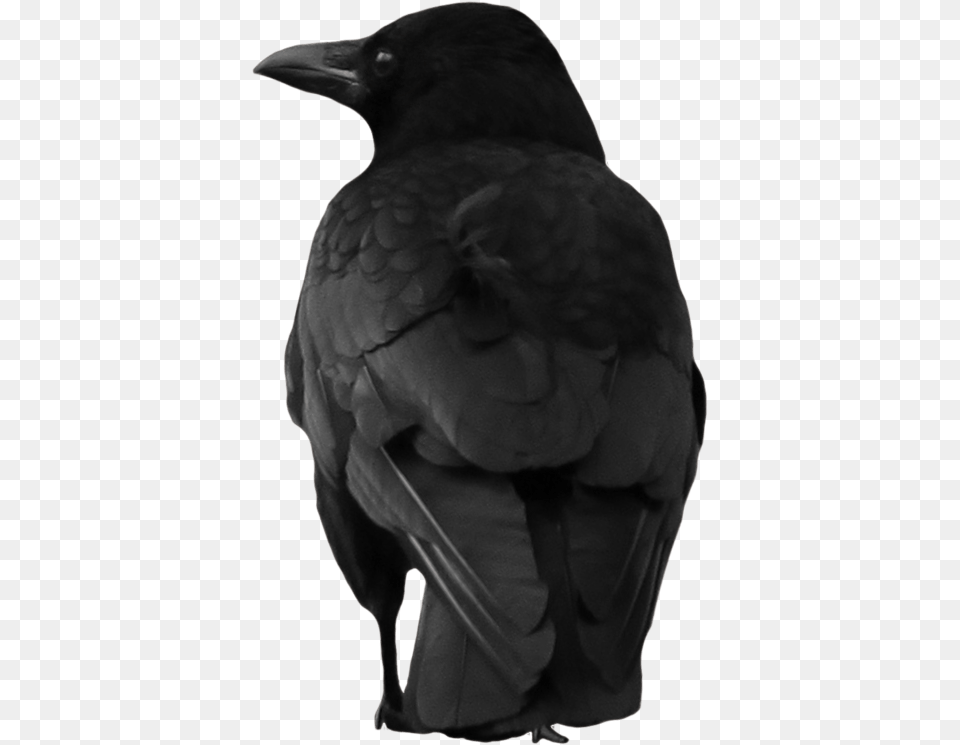 Crow Large Back Aesthetic Crow, Person, Animal, Bird, Blackbird Png