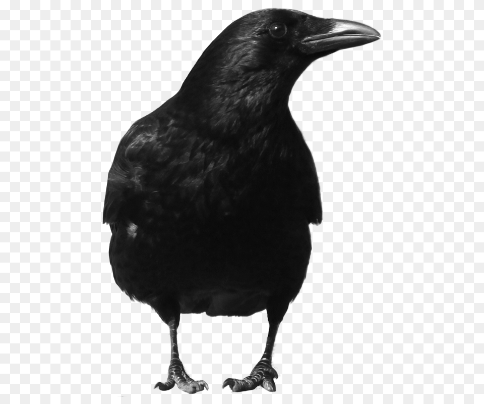 Crow Large Front, Animal, Bird, Blackbird Png Image